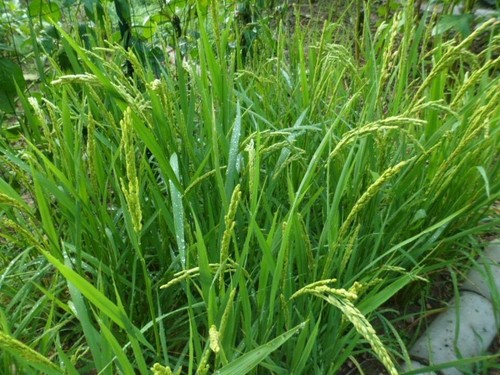 Japanese short grain - grain, rice