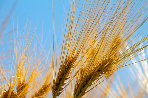 100 grain seeds purple - 100,