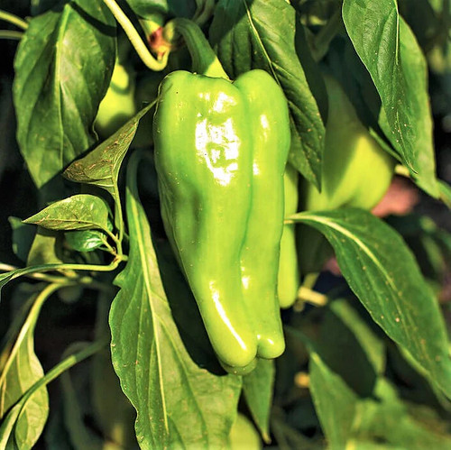 Cubanelle pepper seeds 300 - cubanelle,