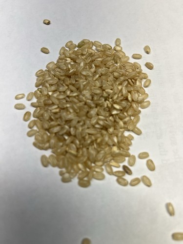 Brown rice 400 seeds short - brown,