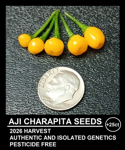 Aji charapita heirloom - aji,