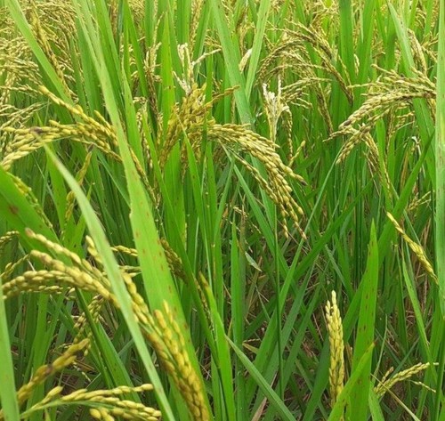Oryza sativa boka magic - boka,